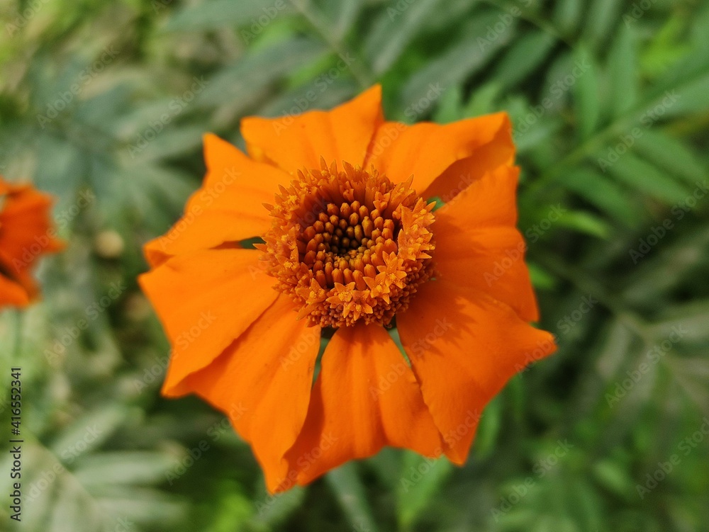 orange poppy flower orange poppy flower