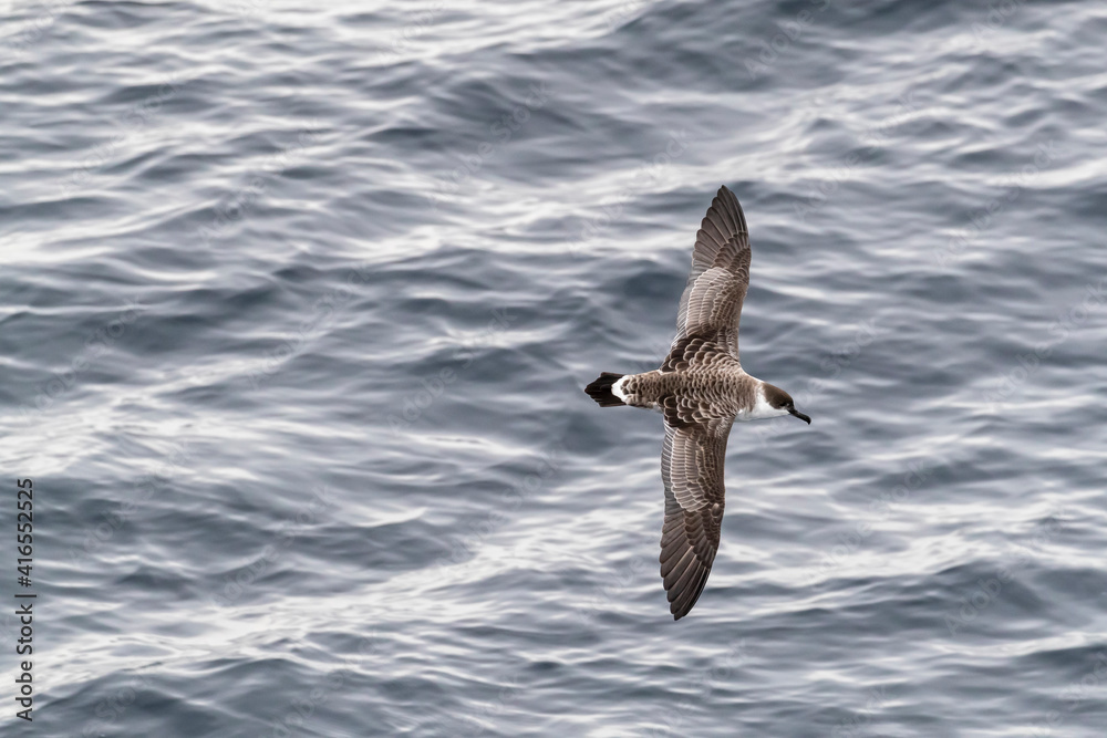 Great shearwater (Ardenna gravis), in flight over a calm sea along the eastern coast of Greenland, Polar Regions Great shearwater (Ardenna gravis), in flight over a calm sea along the eastern coast of Greenland, Polar Regions