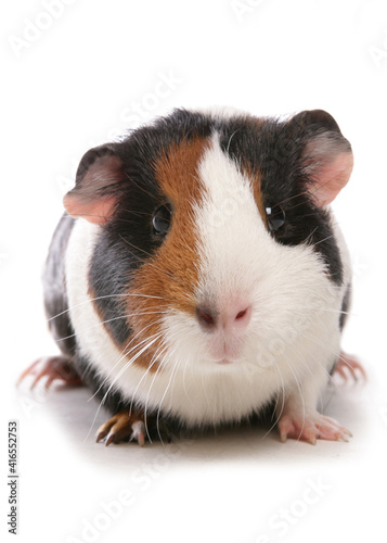 Domestic Guinea Pig