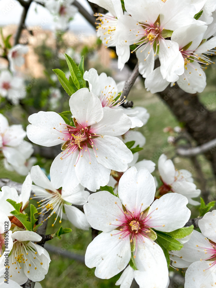 Branches of almond blossoms. Almond tree flowers Branches of almond blossoms. Almond tree flowers
