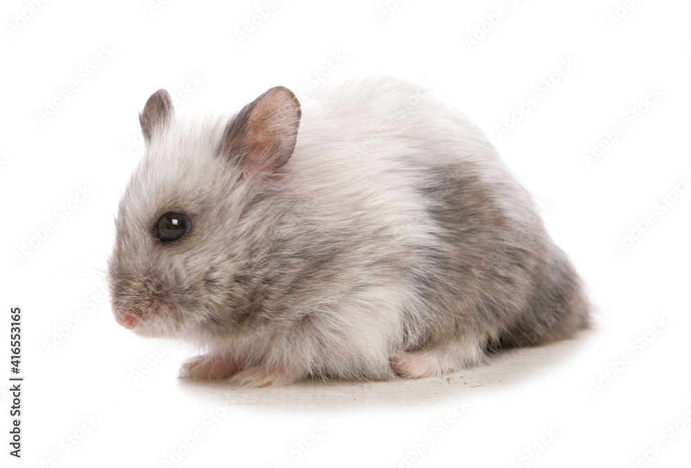 Dwarf Campbell Russian Hamster Dwarf Campbell Russian Hamster