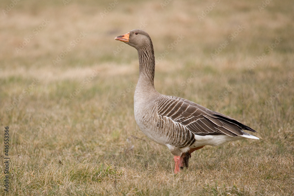 Greylag Goose