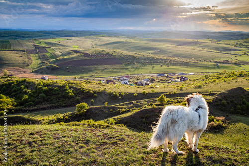 White dog overlooking a small Romanian village in the countryside in summer, Romania, Europe