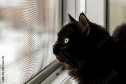 A black domestic cat sits and looks out the window on which a mosquito cat. Anti-cat mesh