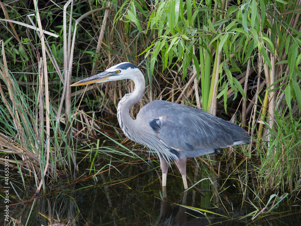 Great blue heron (Ardea herodias), standing alert beside trail in Shark Valley, Everglades National Park, Florida, United States of America, North America Great blue heron (Ardea herodias), standing alert beside trail in Shark Valley, Everglades National Park, Florida, United States of America, North America