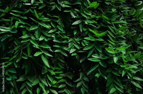 Vivid green leaves wall spring background