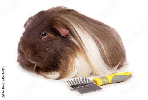 Domestic Guinea Pig photo