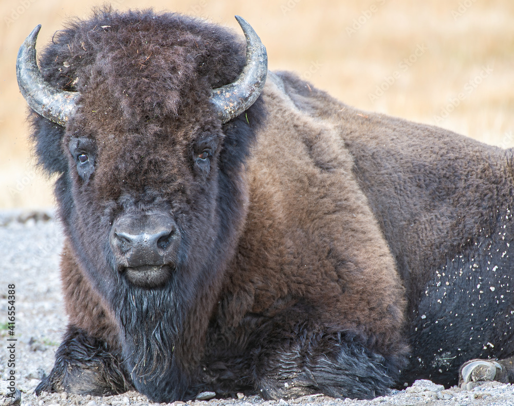Close up of American Bison, Yellowstone National Park, UNESCO World Heritage Site, Wyoming, United States of America, North America Close up of American Bison, Yellowstone National Park, UNESCO World Heritage Site, Wyoming, United States of America, North America