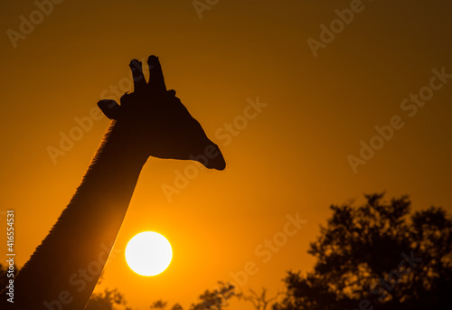 Silhouette of giraffe (Giraffa), with setting sun, South Luangwa National Park, Zambia, Africa photo