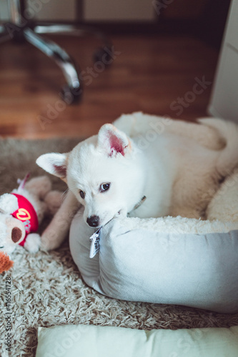 Shiba Inu Welpe kaut auf seinem Körbchen