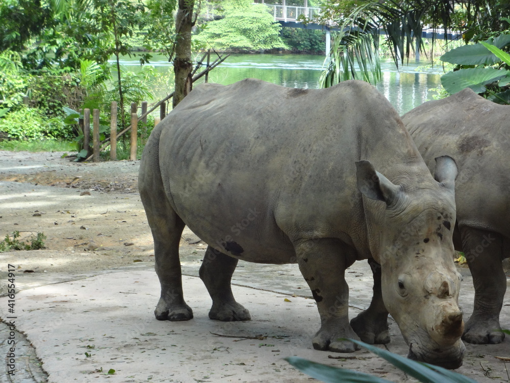 Naklejka premium White Rhinoceros 