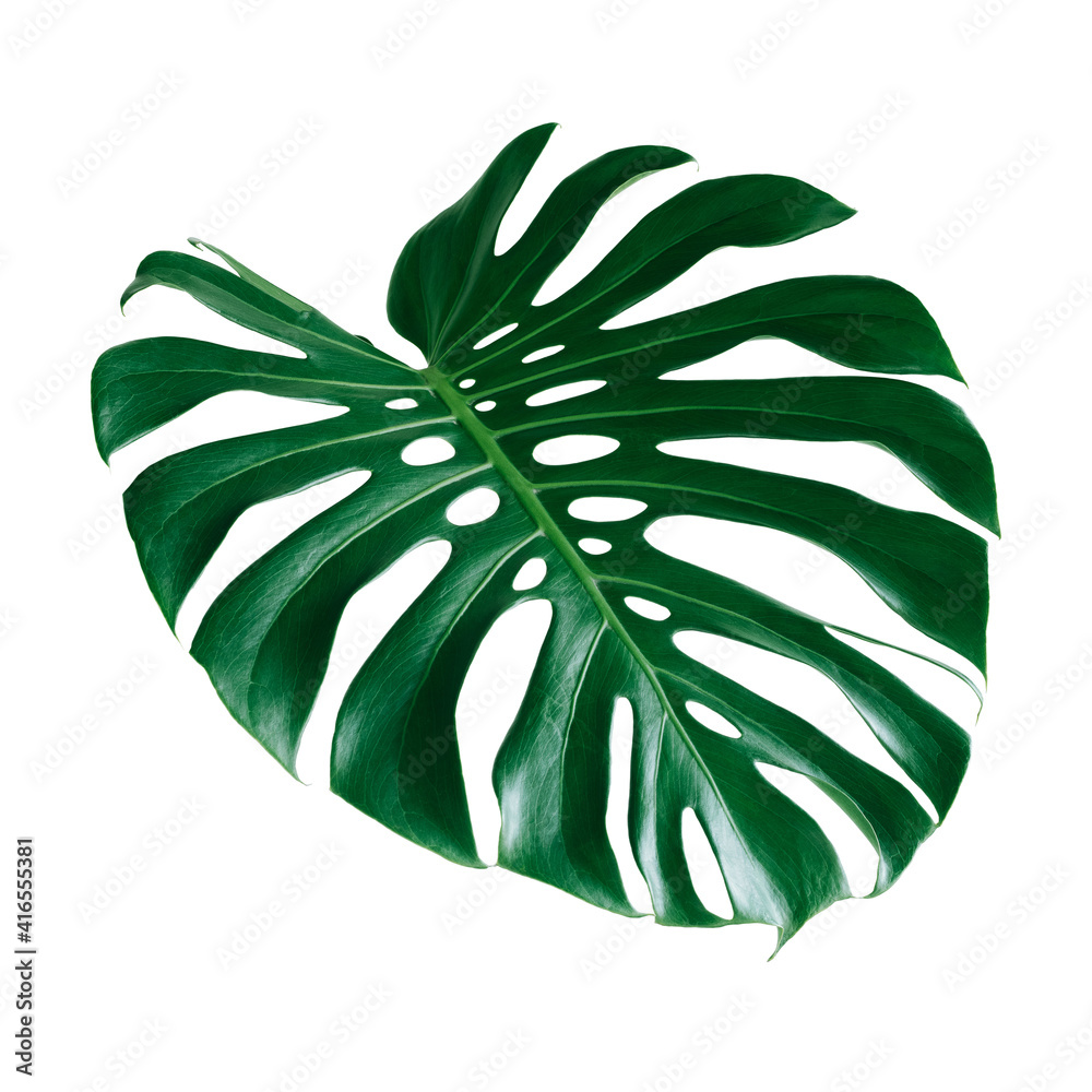 Obraz leaf isolated on white background