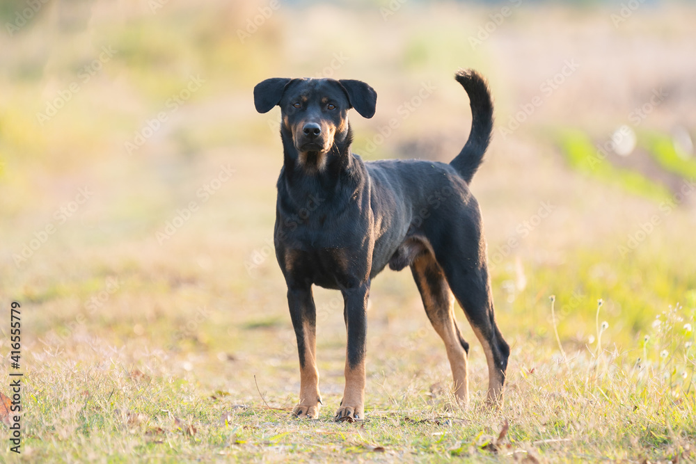 black dog standing look at camera in sunset