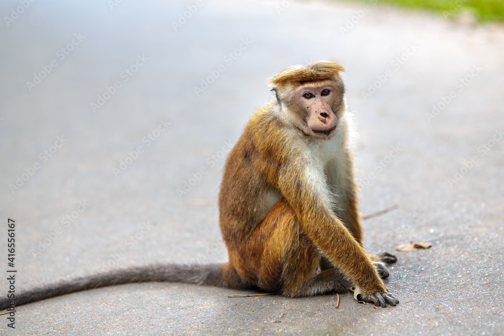 Sitting monkey