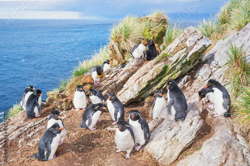 Group of rockhopper penguins (Eudyptes chrysocome chrysocome) on a rocky islet, East Falkland, Falkland Islands, South America photo