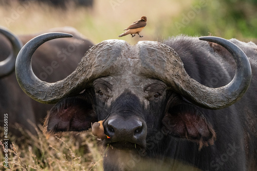 Cape buffalo (Syncerus caffer), Tsavo, Kenya, East Africa, Africa photo