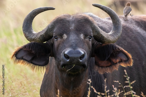 Cape buffalo (Syncerus caffer), Tsavo, Kenya, East Africa, Africa