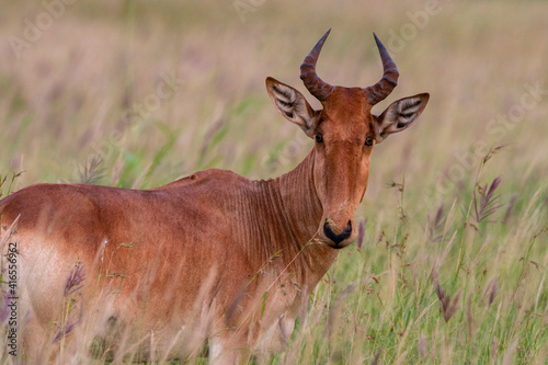 Coke's hartebeest (Alcelaphus buselaphus cokii), Tsavo, Kenya, East Africa, Africa