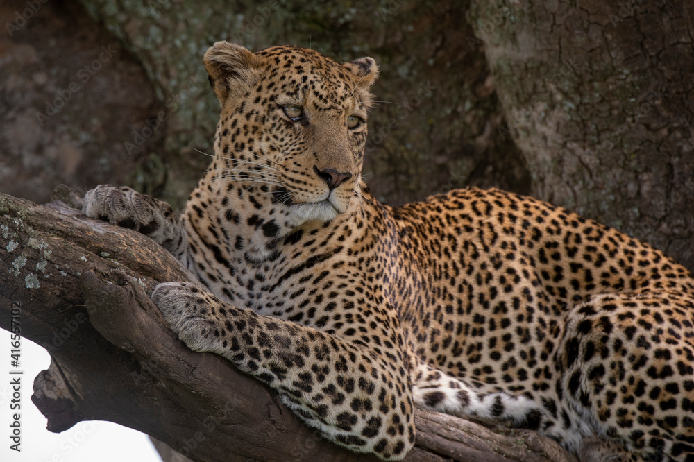 Leopard (Panthera pardus), Seronera, Serengeti National Park, Tanzania, East Africa, Africa