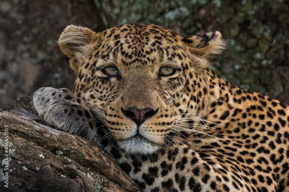 Leopard (Panthera pardus), Seronera, Serengeti National Park, Tanzania, East Africa, Africa Leopard (Panthera pardus), Seronera, Serengeti National Park, Tanzania, East Africa, Africa