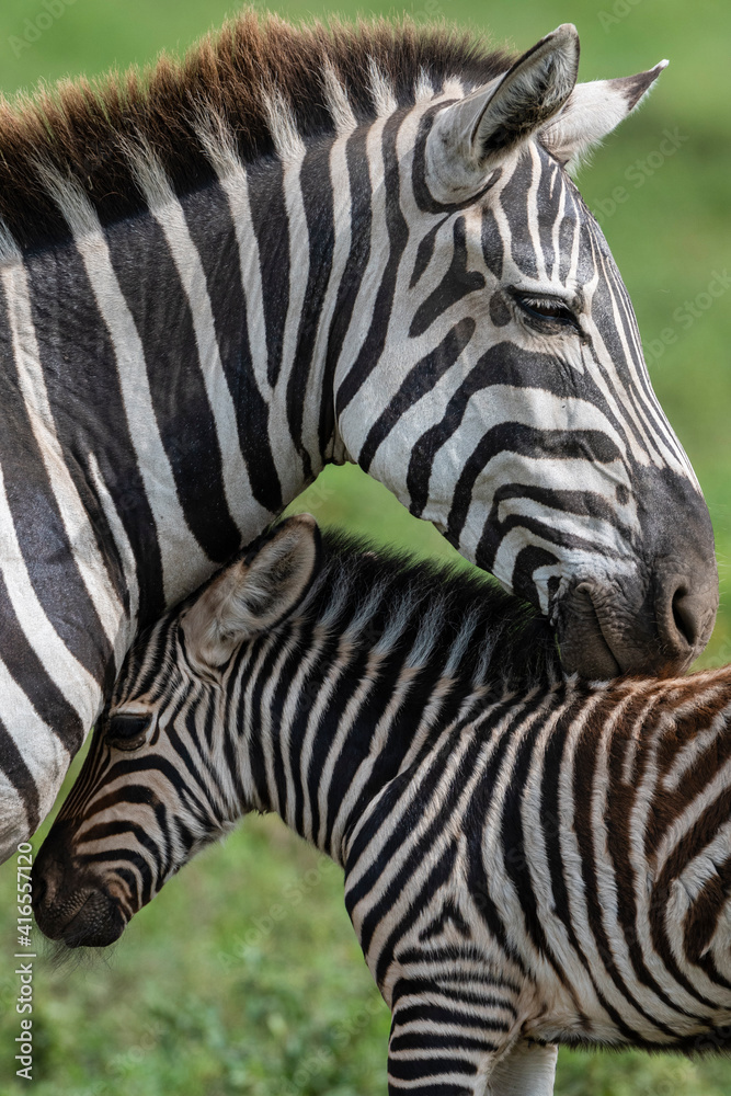 Plains zebras (Equus quagga), Ndutu, Ngorongoro Conservation Area, Serengeti, Tanzania, East Africa, Africa Plains zebras (Equus quagga), Ndutu, Ngorongoro Conservation Area, Serengeti, Tanzania, East Africa, Africa