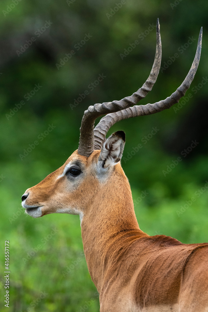 Male impala (Aepyceros melampus), Ndutu, Ngorongoro Conservation Area, Serengeti, Tanzania, East Africa, Africa Male impala (Aepyceros melampus), Ndutu, Ngorongoro Conservation Area, Serengeti, Tanzania, East Africa, Africa