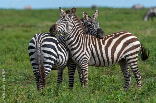 Plains zebras (Equus quagga), Ndutu, Ngorongoro Conservation Area, Serengeti, Tanzania, East Africa, Africa