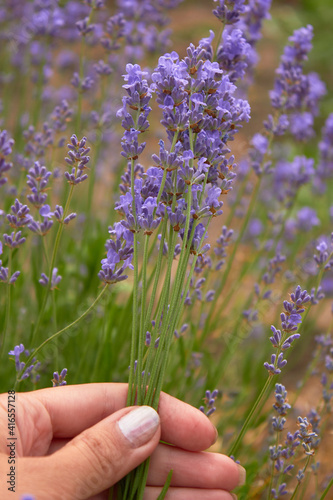 Woman's hand holds lavender flowers. Enjoying the flower meadow in summer. Aromatherapy. Nature cosmetics.