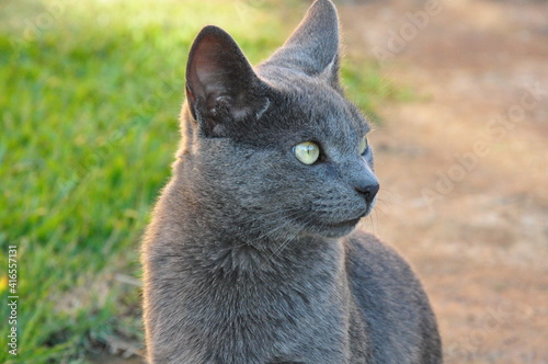 A beleza de um felino...