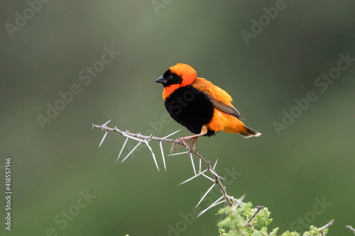 Black-winged Bishop (Euplectes hordeaceus), Ndutu, Ngorongoro Conservation Area, Serengeti, Tanzania, East Africa, Africa photo
