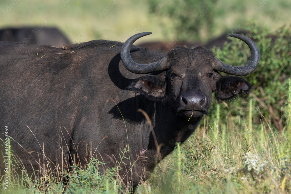 African buffalo (Syncerus caffer), Lualenyi, Tsavo Conservation Area, Kenya, East Africa, Africa African buffalo (Syncerus caffer), Lualenyi, Tsavo Conservation Area, Kenya, East Africa, Africa
