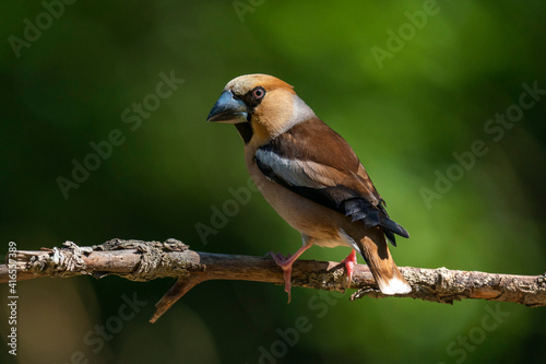 Hawfinch (Coccothraustes coccothraustes), Notranjska forest, Slovenia, Europe photo