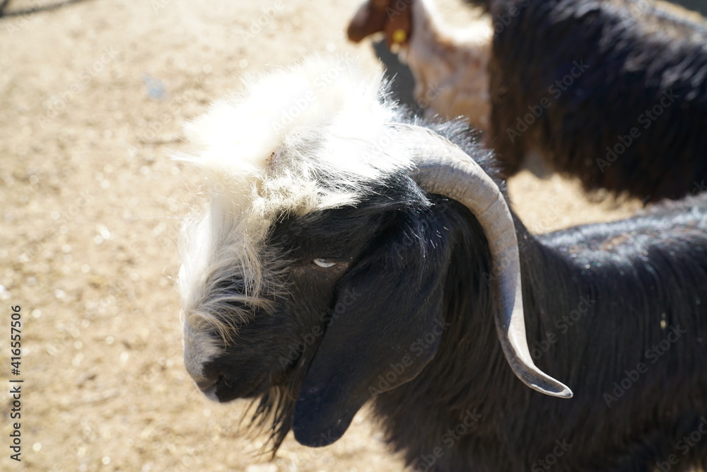 goats in the barn in the Taurus mountain plateau goats in the barn in the Taurus mountain plateau