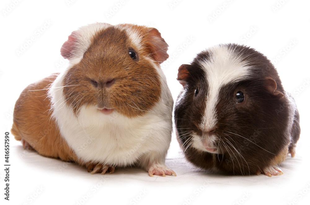 Domestic Guinea Pigs Domestic Guinea Pigs