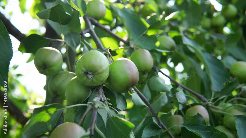 green Apples on tree branches in the garden. harvesting organic fruit green Apples on tree branches in the garden. harvesting organic fruit
