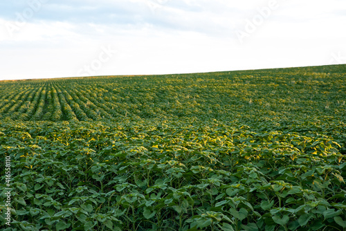 Young green sunflower fiield. Sunset. Sunlight. Landscape. photo