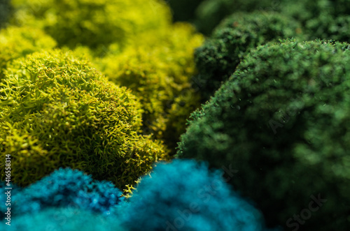 Colored designer decorative moss