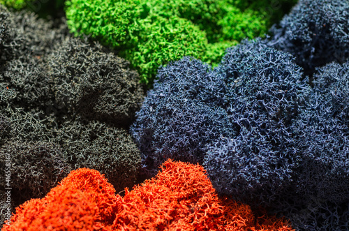 Colored designer decorative moss