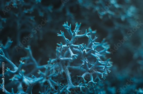 Colored designer decorative moss