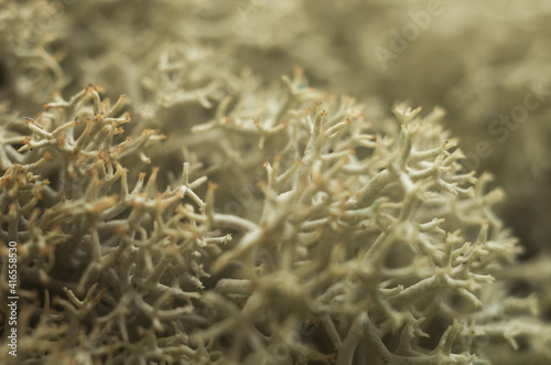 Colored designer decorative moss