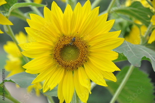 sunflower in the garden