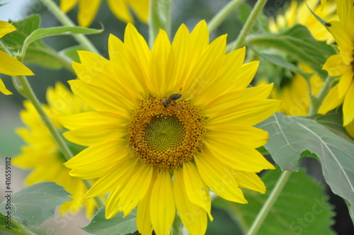 sunflower in the garden