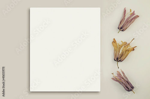 Mockup poster or flyer for presentation, white sheets of paper with dry flowers of Fritillaria rubra on a gray background. Congratulations or invation blank, business card. Stationery. Top view, flat photo