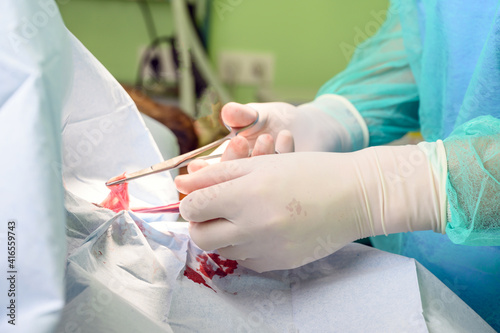 Close-up of veterinary surgeon performing surgical operation on a dog. High quality photo.