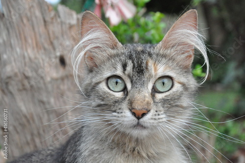 cat