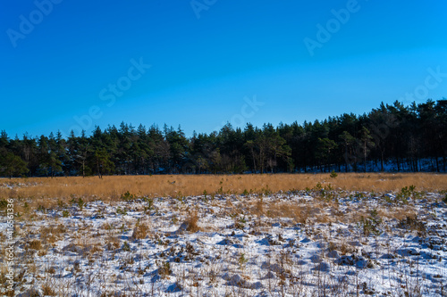 Heath landscape on a sunny winter day 