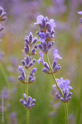 Blooming lavender in summer. Purple fragrant flowers on the field. Aromatherapy. Nature cosmetics.