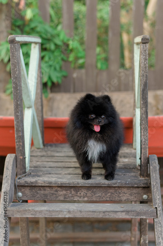 Black Pomeranian Spitz Furry smiling in the outdoor park in the summer of lovely beautiful 