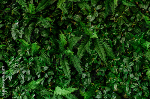 Fototapeta Naklejka Na Ścianę i Meble -  closeup nature view of green leaf and palms background. Flat lay, tropical leaf Used as a background