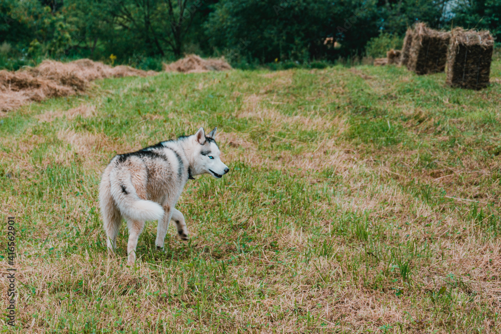 Siberian Husky walks on a freshly mowed field. Siberian Husky walks on a freshly mowed field.